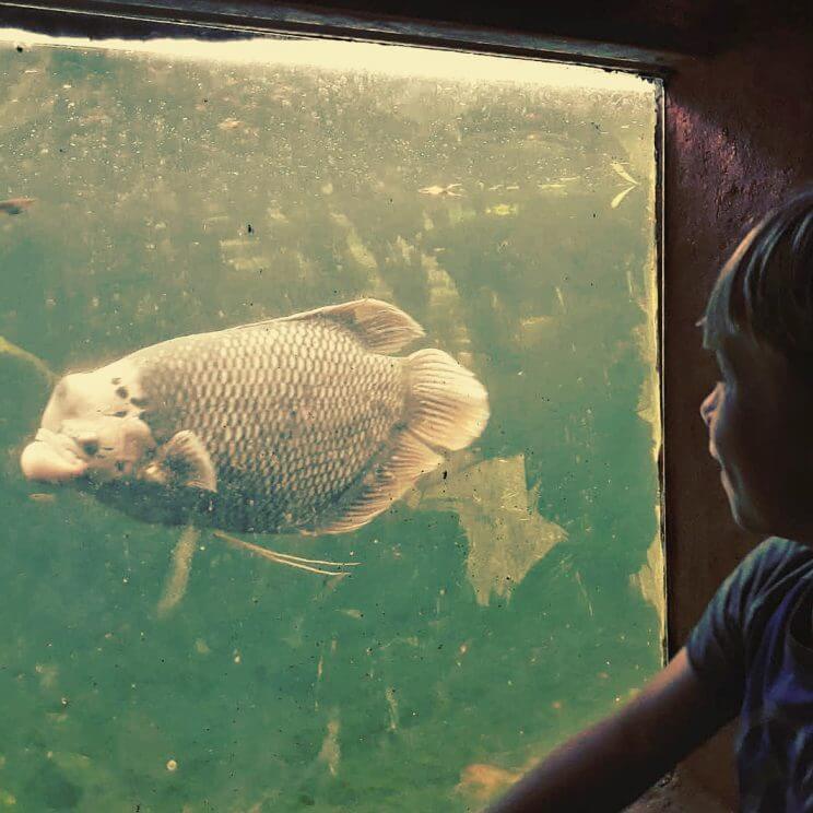 Uitje met kids: dieren kijken op alle werelddelen in Almere Jungle