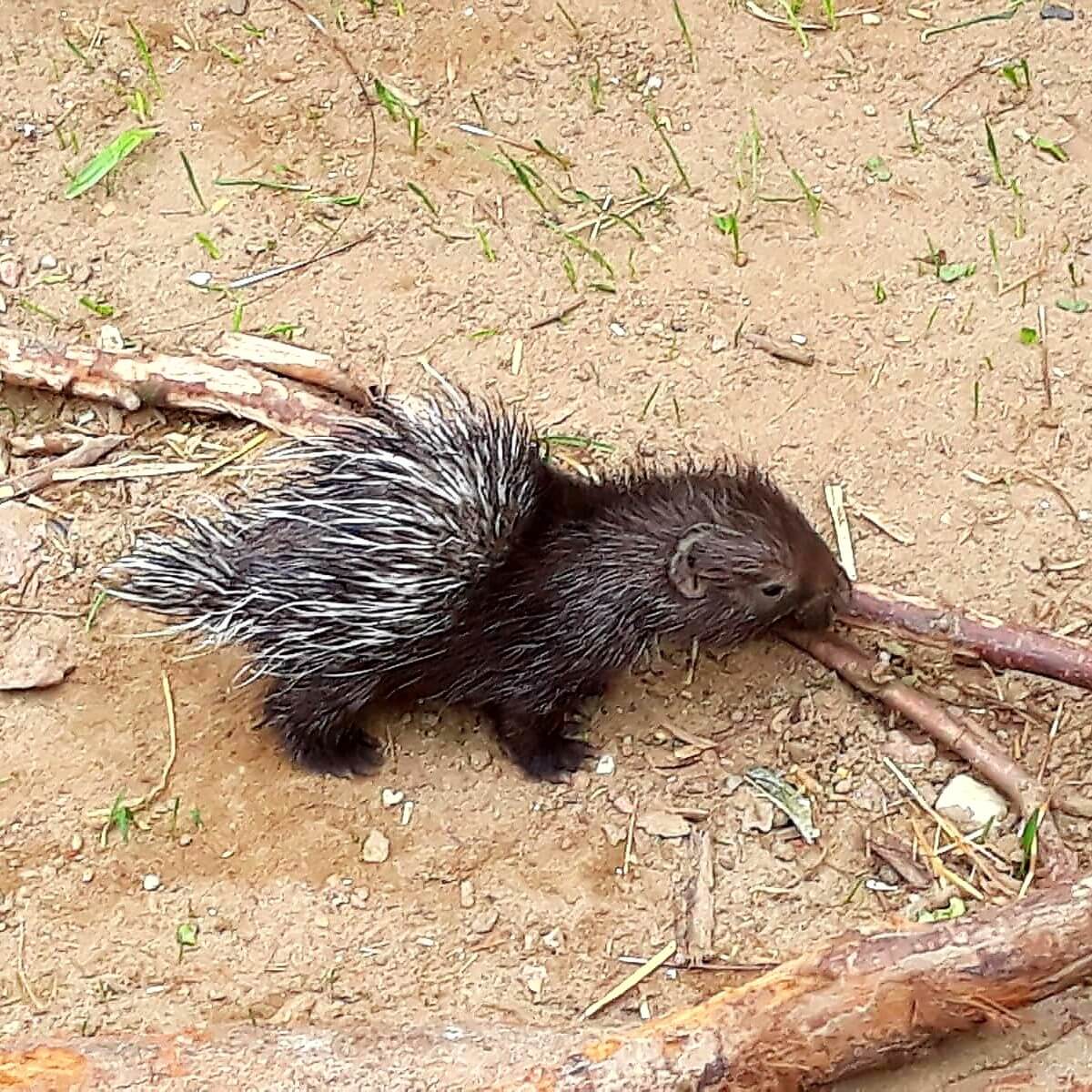 Uitje met kids: dieren kijken op alle werelddelen in Almere Jungle