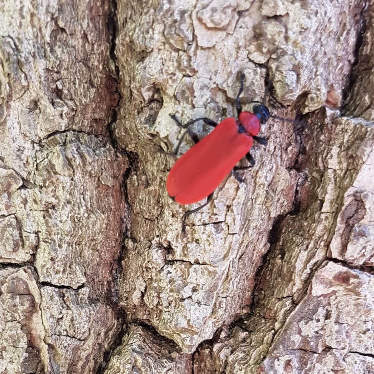 Avontuur op de camping: Geversduin in het Noordhollands duinreservaat 