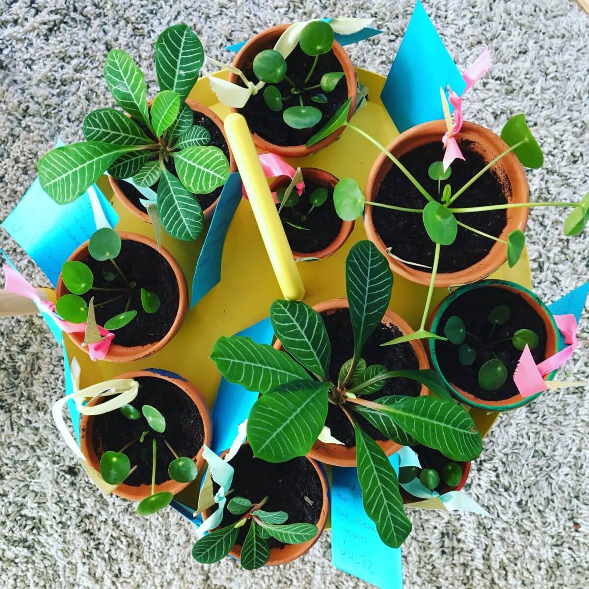 De leukste cadeaus voor de juf of meester voor de zomervakantie - stekjes