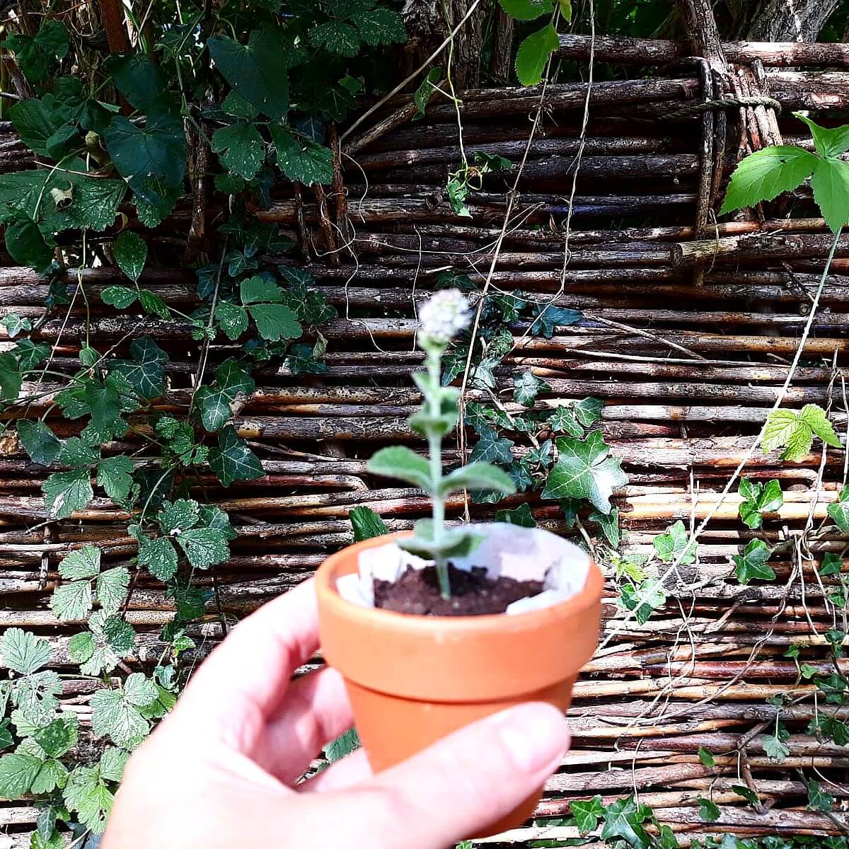 Leuk én lekker cadeautje maken met kids: plantjes met eetbare aarde