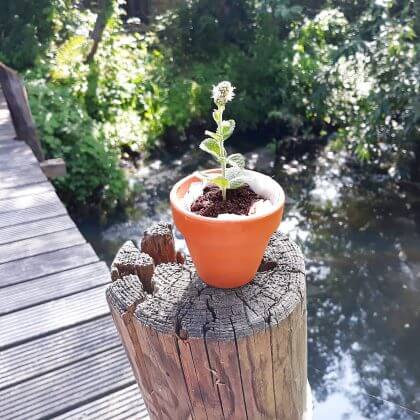 eetbaar plantje knutselen