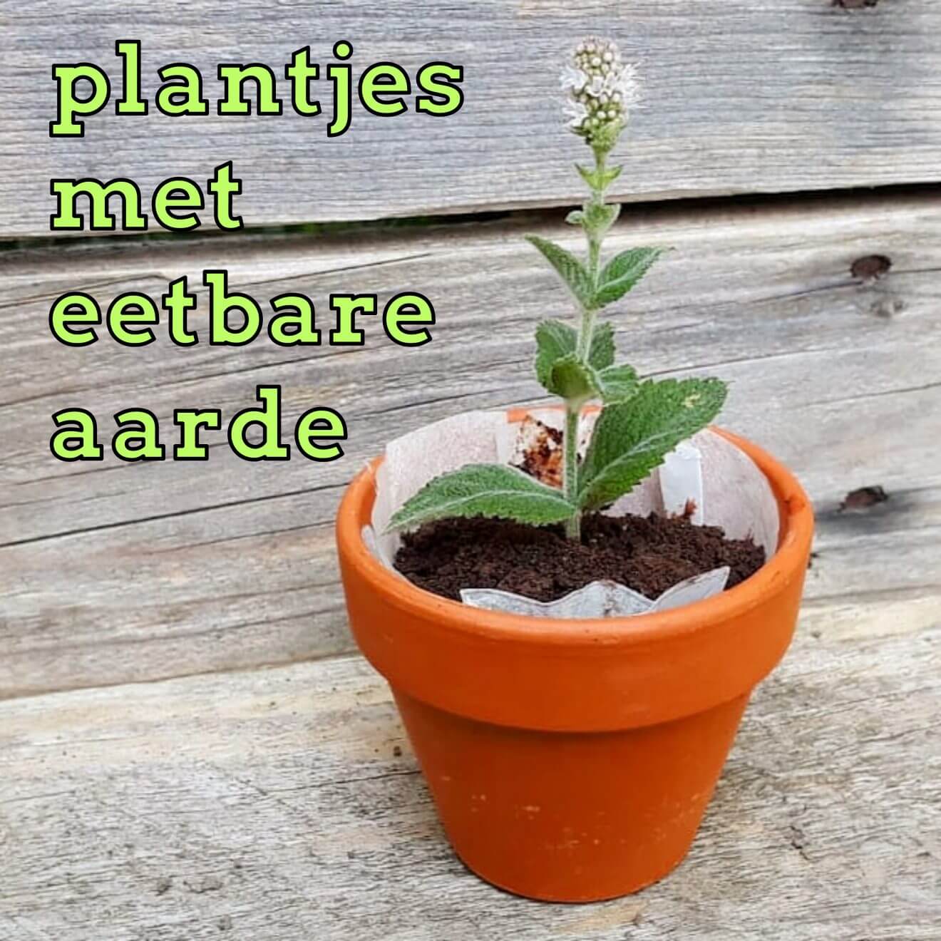 Leuk én lekker cadeautje maken met kids: plantjes met eetbare aarde