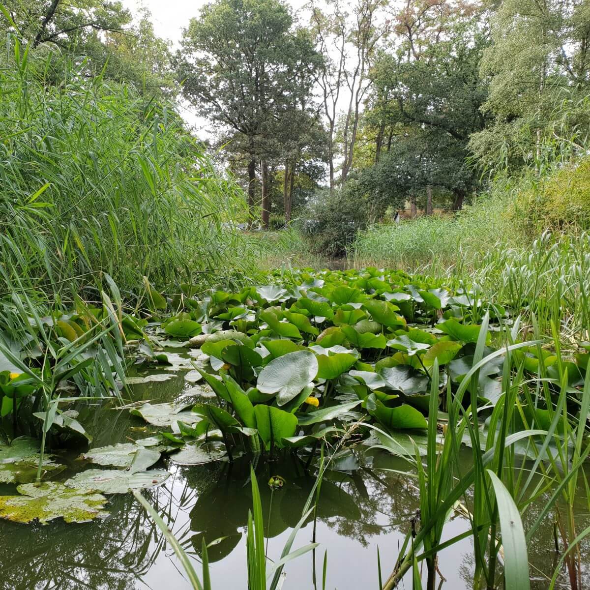 Campingtip: camping Lolotte, tussen Neede en Diepenheim in de Achterhoek in Gelderland, idyllische natuurcamping voor kinderen met zwembad vlakbij Lochem, Zutphen en Enschede #leukmetkids #kamperen