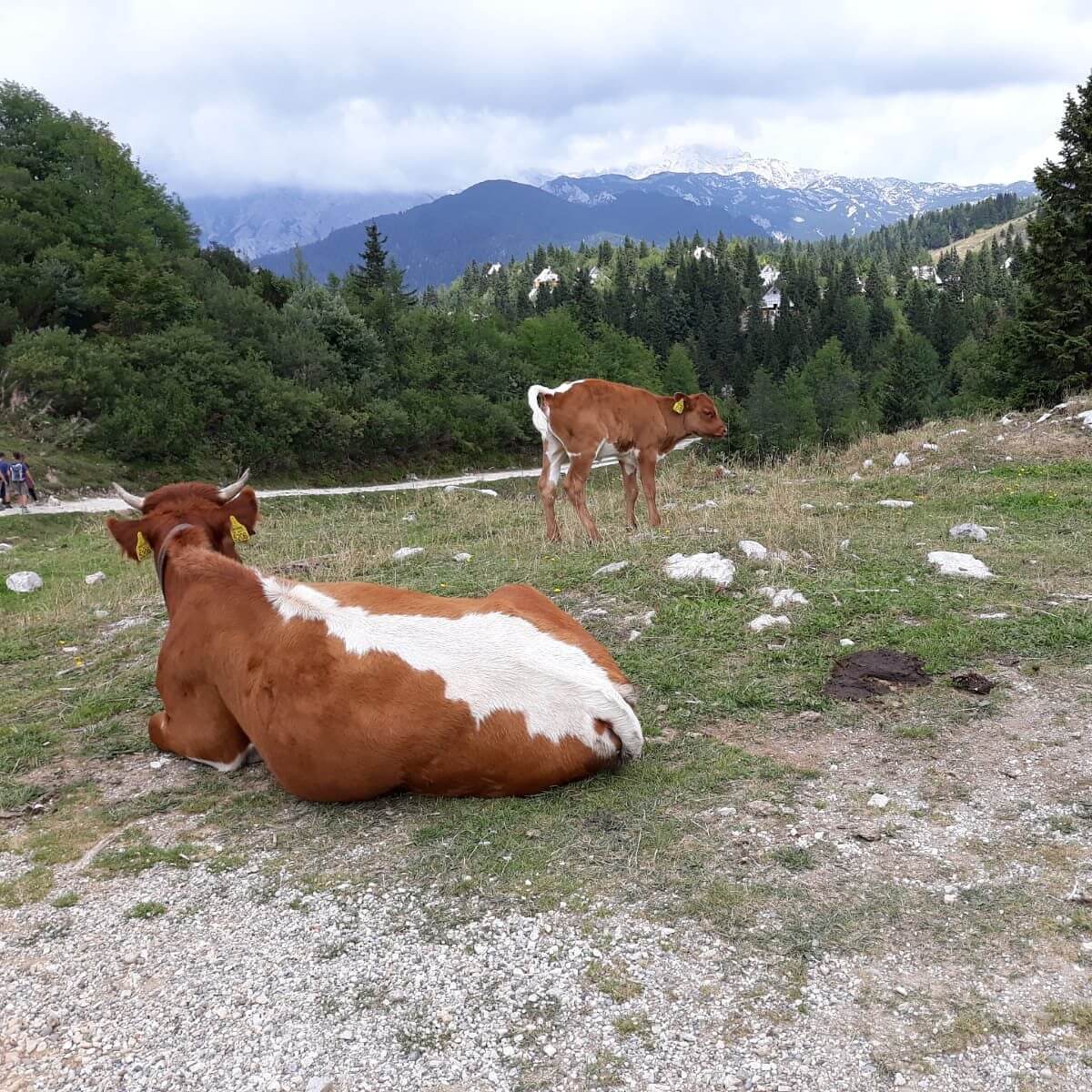 Vakantie in Slovenië met kids, Outdoor Paradijs! Klimmen met kinderen Velika Planina 