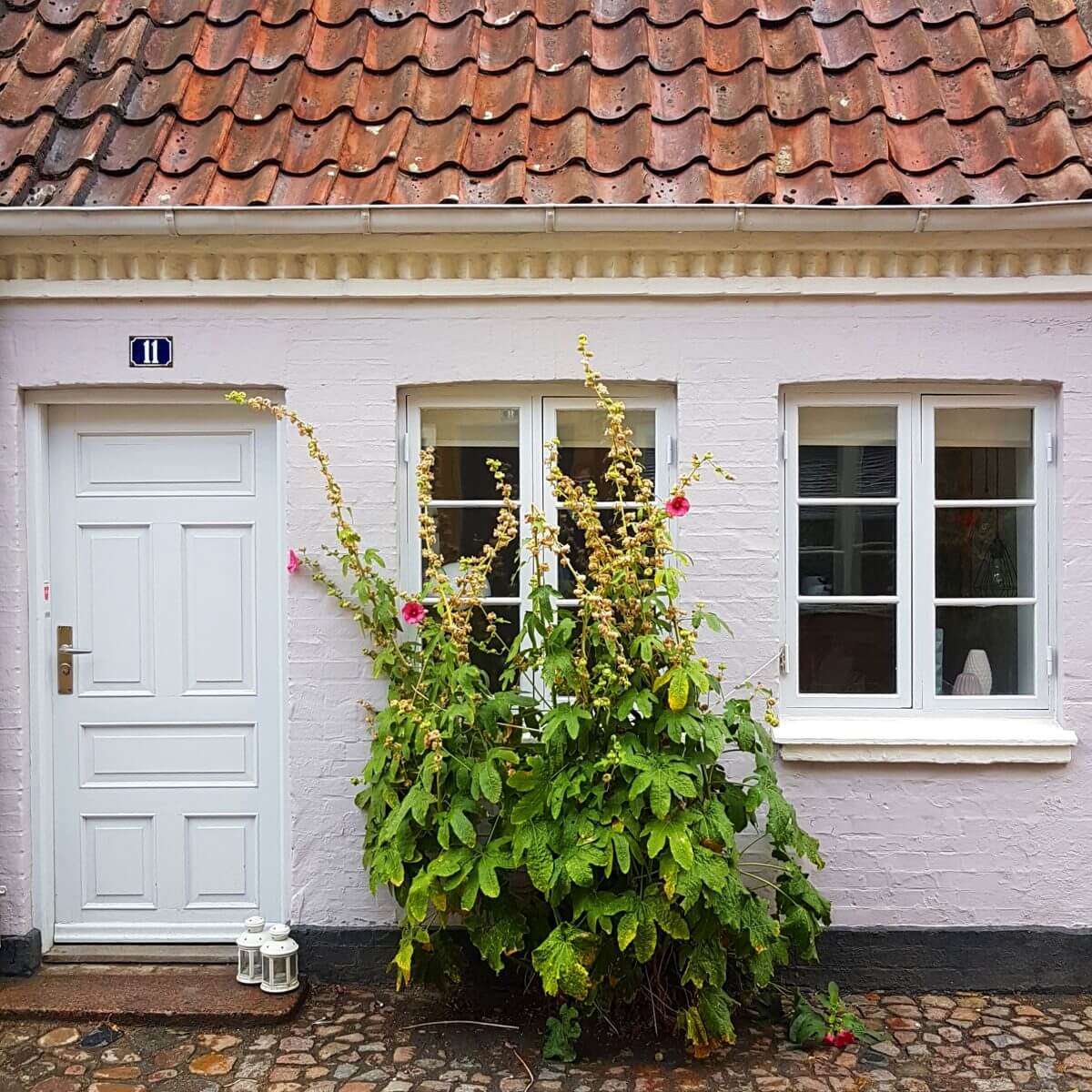 Sprookjesstad Odense met kinderen - stokrozen in de oude stad