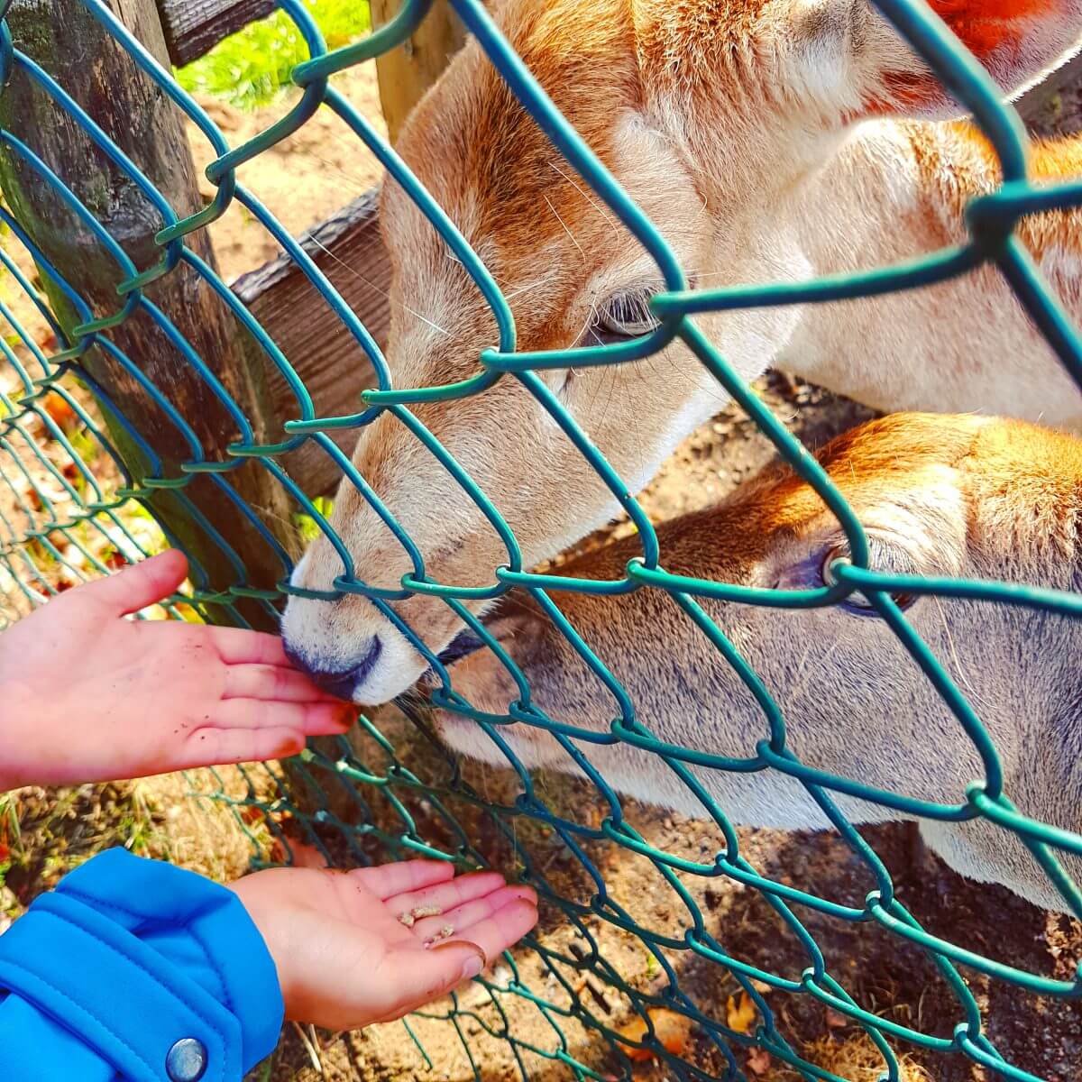 Herten in Vakantiepark Dierenbos