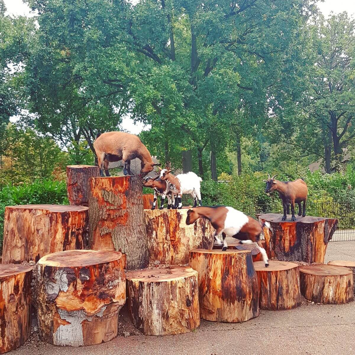 Geiten en hangbuikzwijn in Vakantiepark Dierenbos