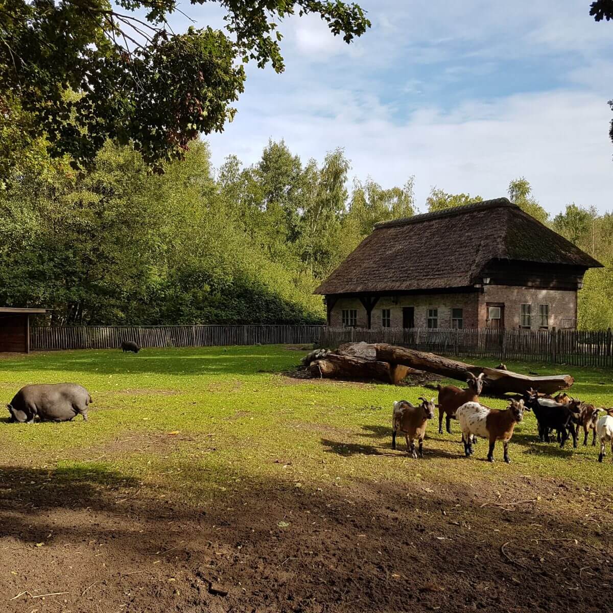 Geiten en hangbuikzwijn in Vakantiepark Dierenbos