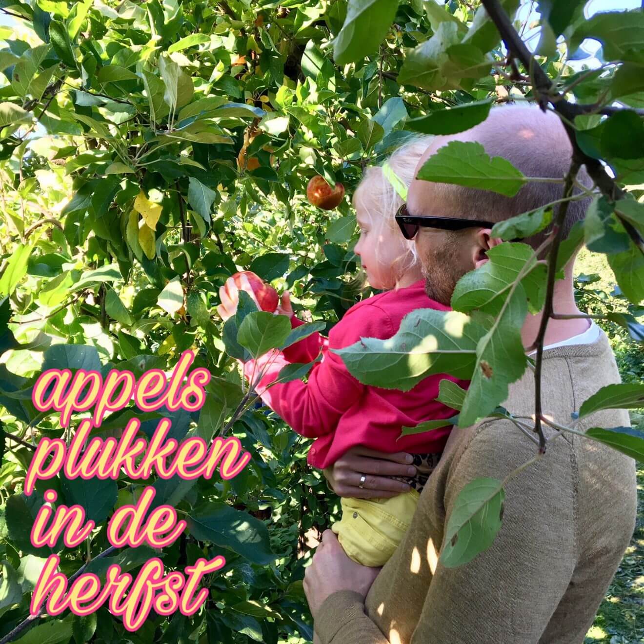 Uitje met kids: appels plukken op een mooie herfstdag