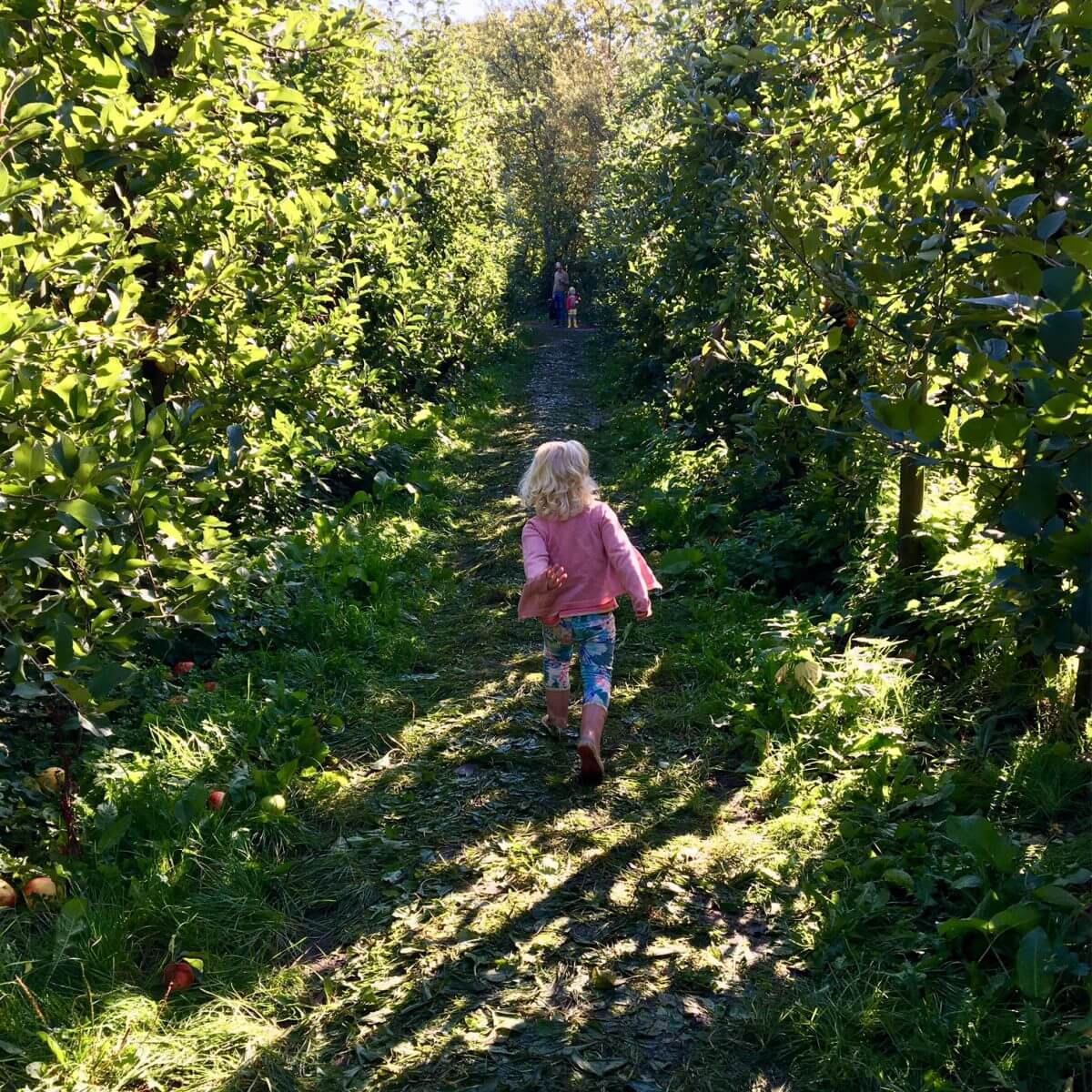 Uitje met kids: appels plukken op een mooie herfstdag