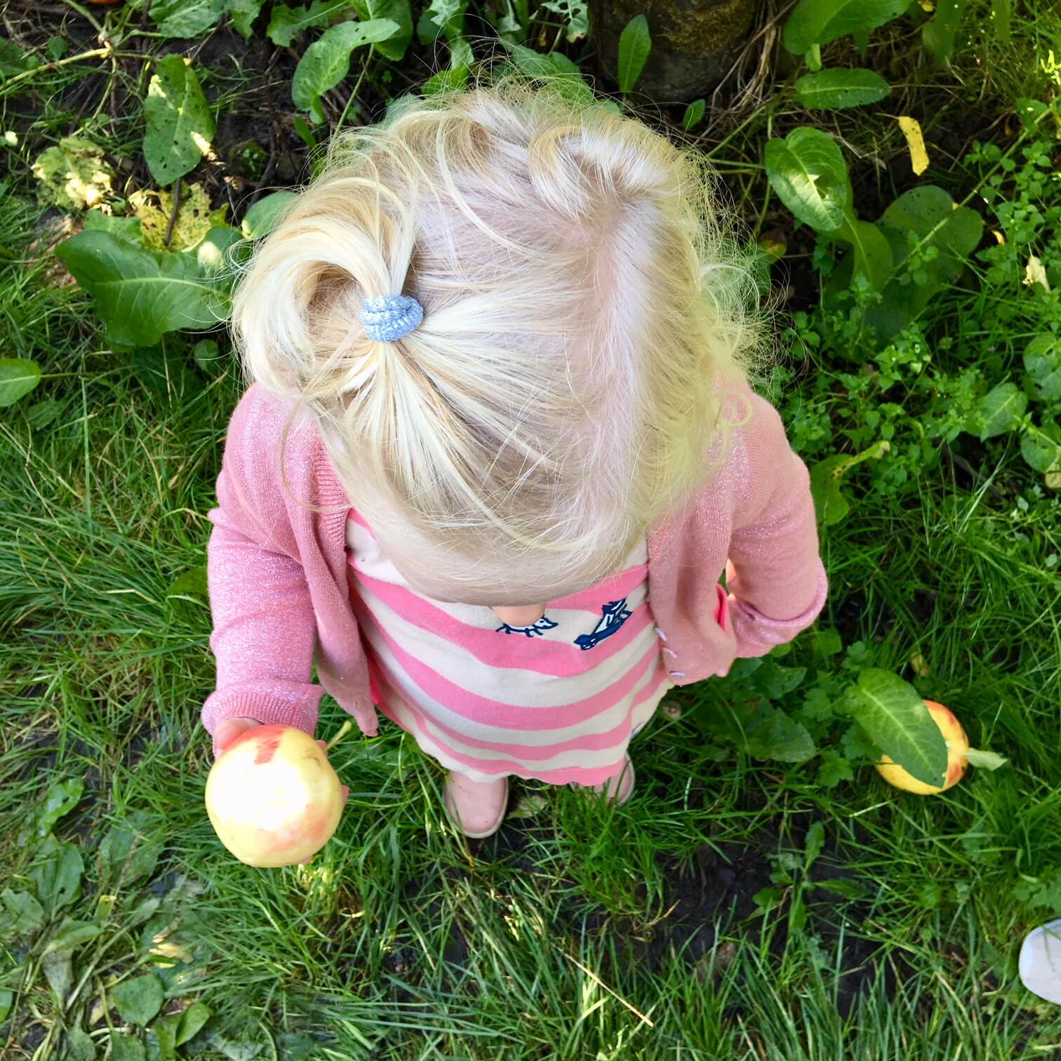 Appels plukken in de boomgaard.