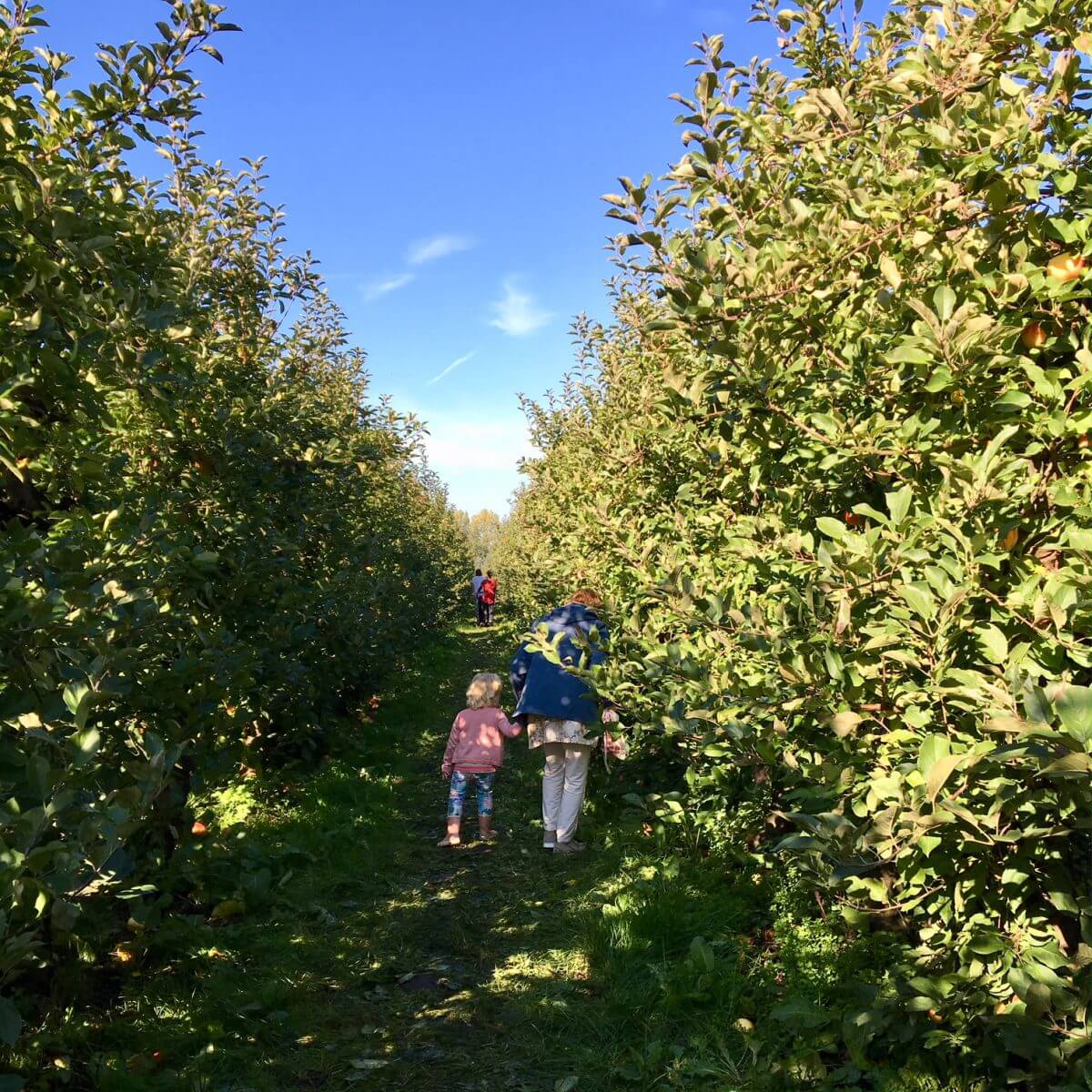 Uitje met kids: appels plukken op een mooie herfstdag