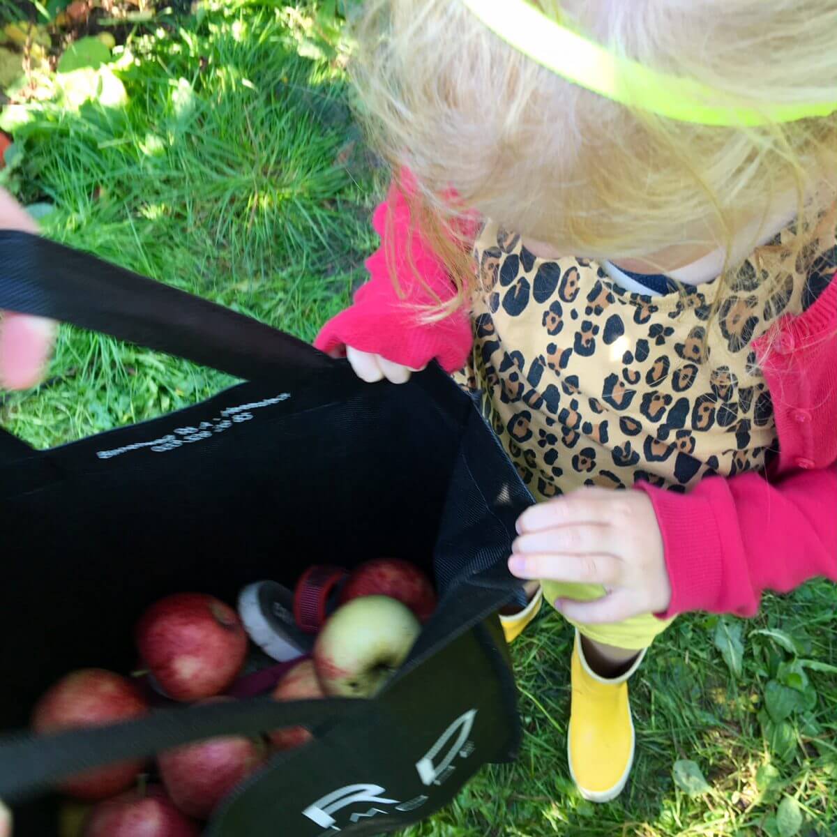 Uitje met kids: appels plukken op een mooie herfstdag