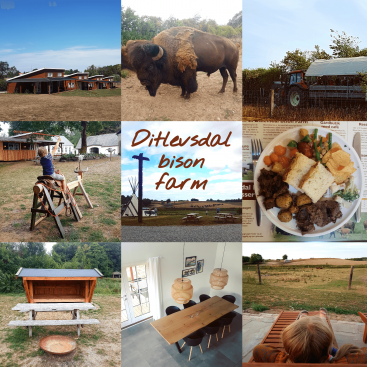 Ditlevsdal Bisonfarm: op bisonsafari of zelfs slapen tussen de bizons, op het eiland Funen in Denemarken #leukmetkids #vakantie #kinderen