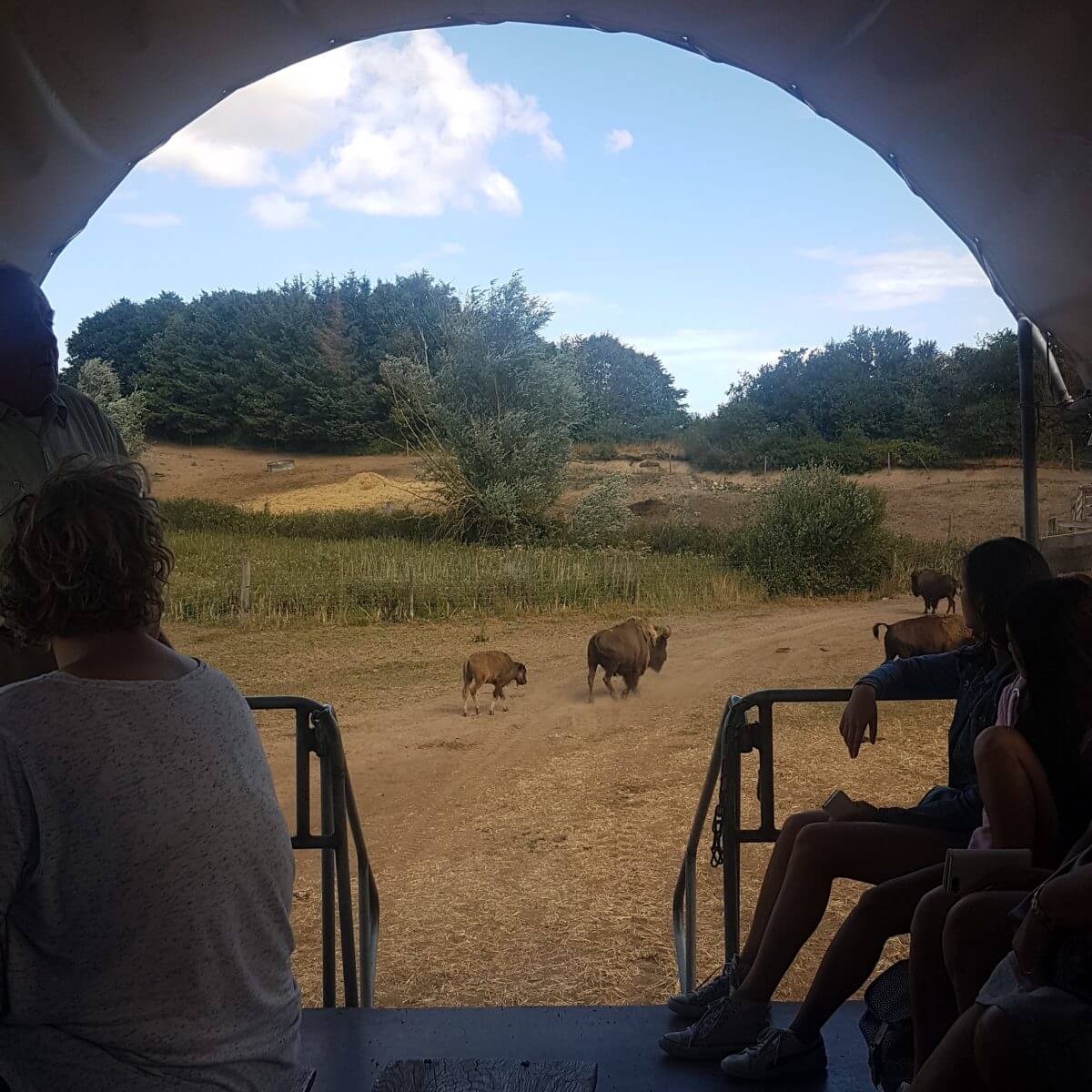 Ditlevsdal Bisonfarm: op bisonsafari of zelfs slapen tussen de bizons, op het eiland Funen in Denemarken #leukmetkids #vakantie #kinderen