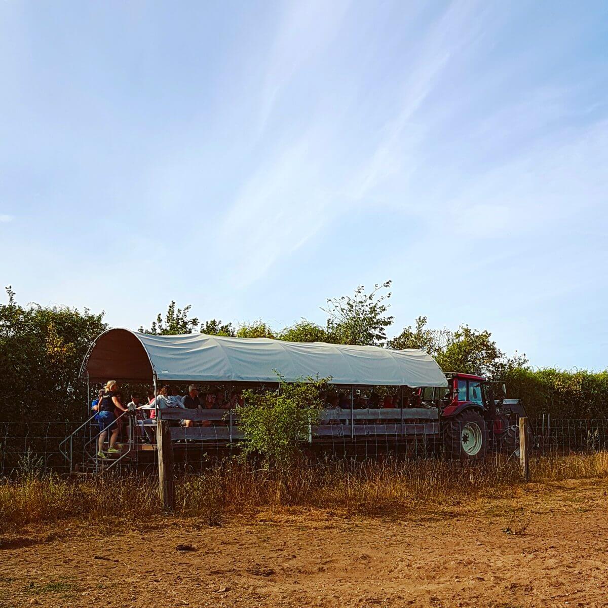 Ditlevsdal Bisonfarm: op bisonsafari of zelfs slapen tussen de bizons, op het eiland Funen in Denemarken #leukmetkids #vakantie #kinderen