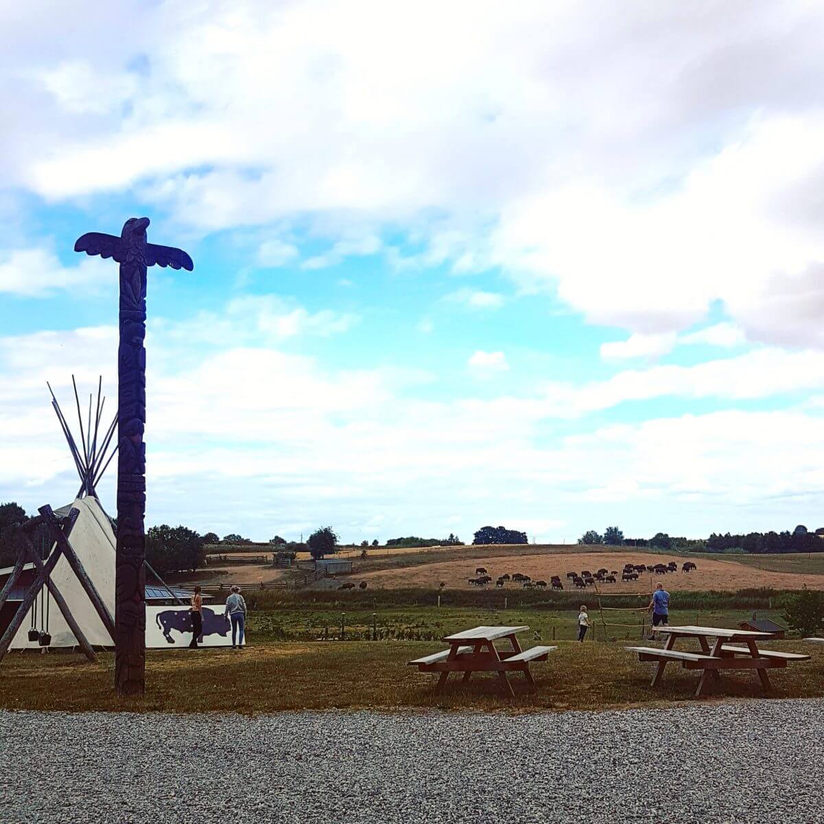 Ditlevsdal Bisonfarm: op bisonsafari of zelfs slapen tussen de bizons, op het eiland Funen in Denemarken #leukmetkids #vakantie #kinderen