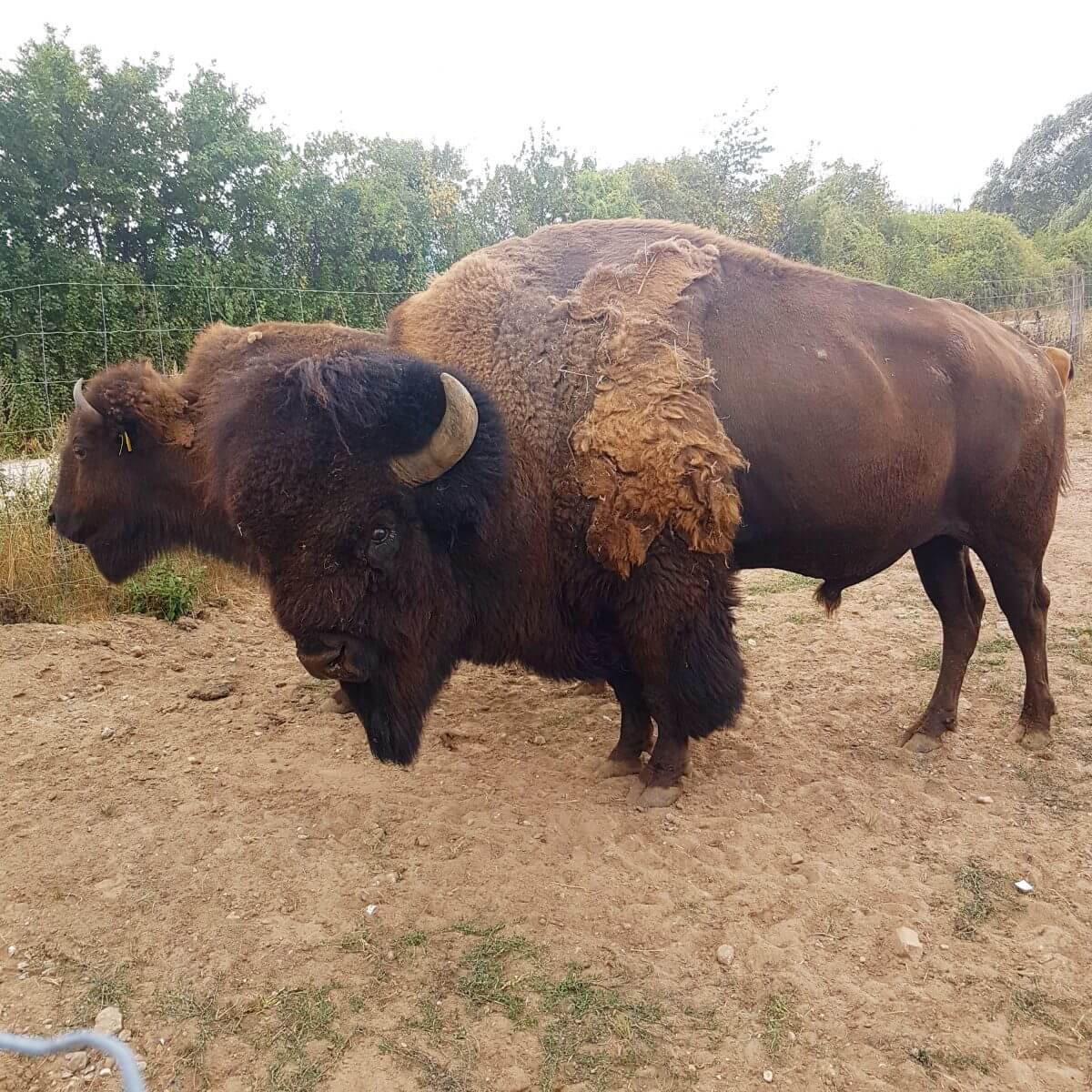 Ditlevsdal Bisonfarm: op bisonsafari of zelfs slapen tussen de bizons, op het eiland Funen in Denemarken #leukmetkids #vakantie #kinderen