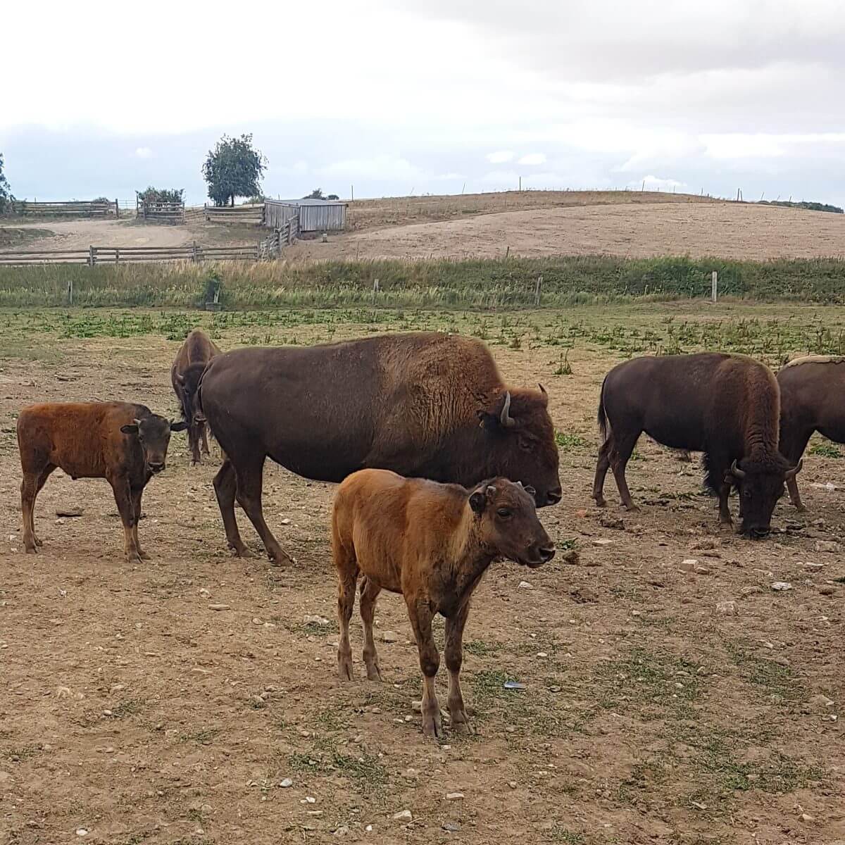 Ditlevsdal Bisonfarm: op bisonsafari of zelfs slapen tussen de bizons, op het eiland Funen in Denemarken #leukmetkids #vakantie #kinderen