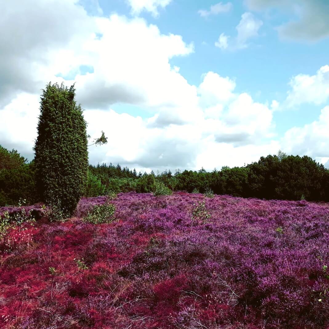 De Lemeler Esch bij Ommen is een camping met een trekkershut, boslodge en chalet. Het heeft speeltuintjes op de velden, een zwembad, speelnatuur, vliegerveld, Boscafé en hooiberg. In de herfst is de heide ook nog steeds mooi.