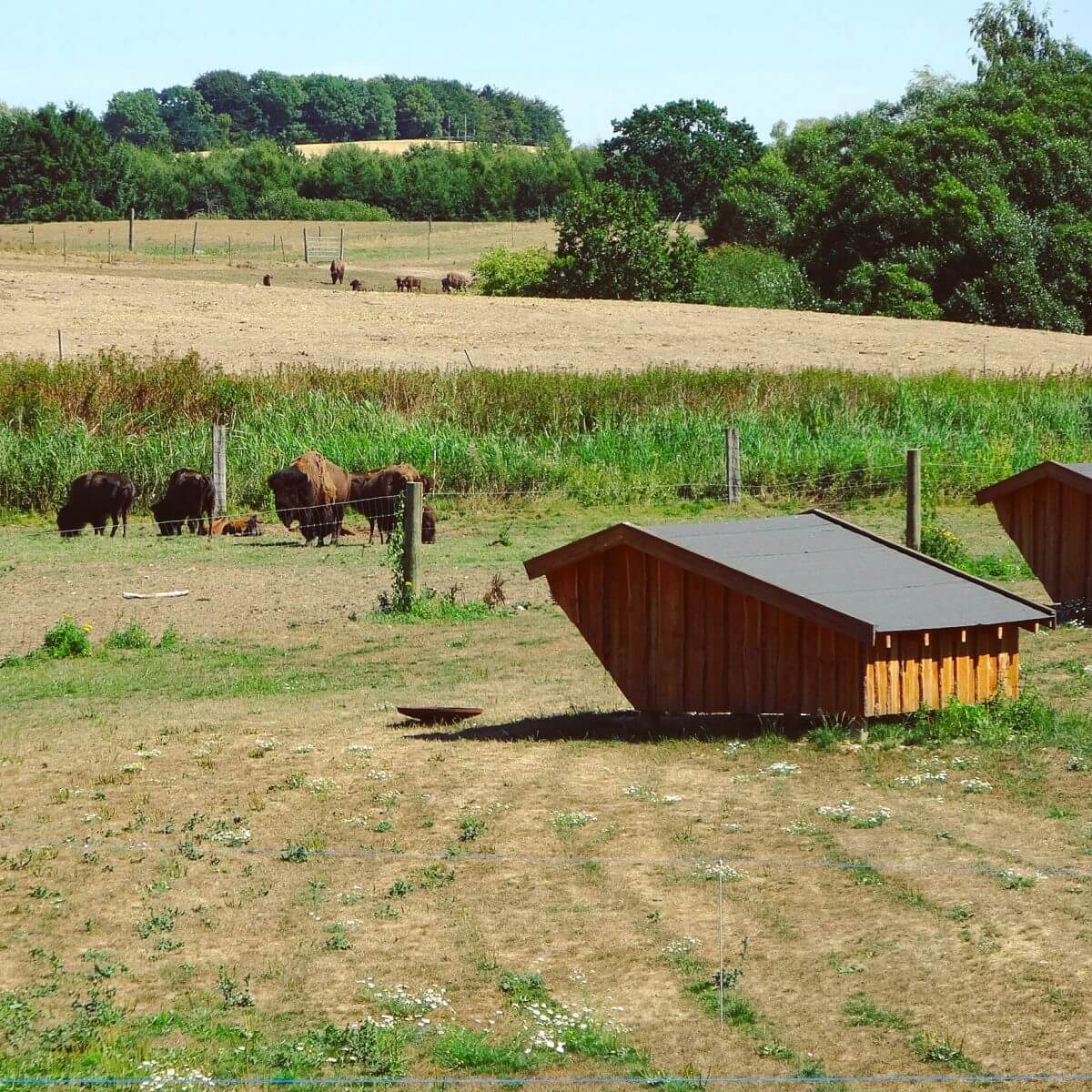 Ditlevsdal Bisonfarm: op bisonsafari of zelfs slapen tussen de bizons, op het eiland Funen in Denemarken, slapen in de openlucht in een shelter #leukmetkids #vakantie #kinderen