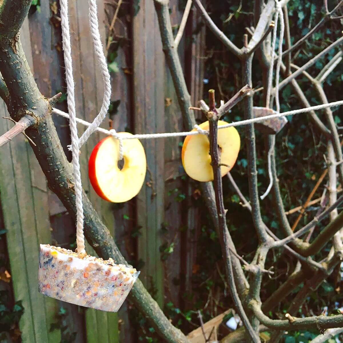 Zelf maken in de winter: vogeltaart in de tuin