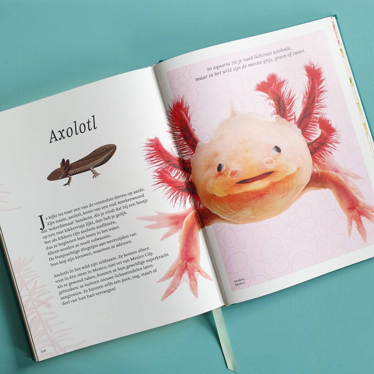 Boekentip: het dikke boek van alle bijzondere dieren