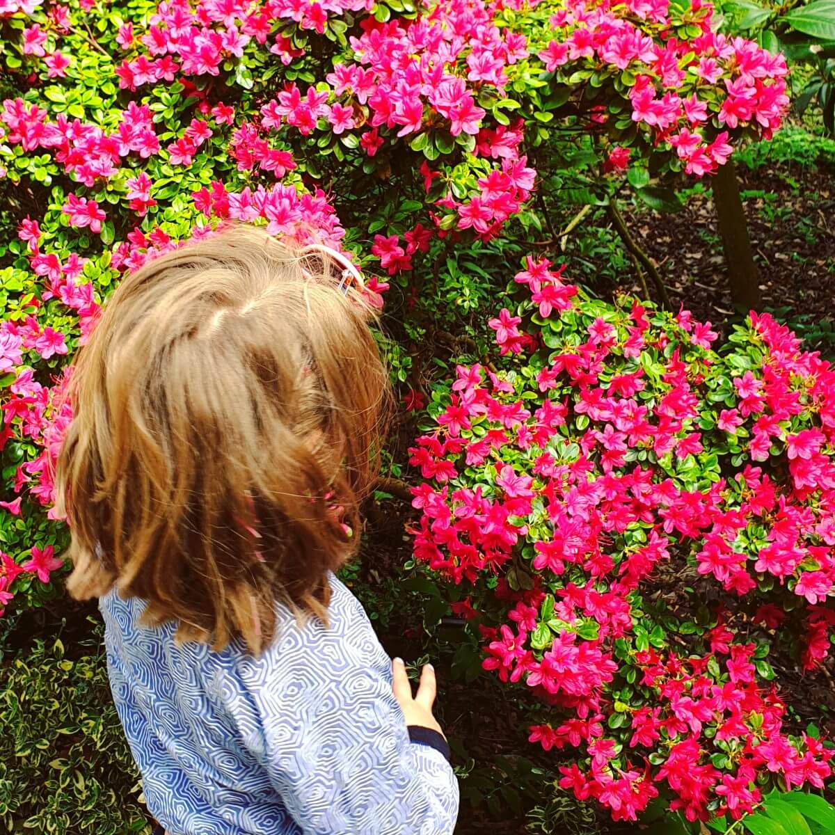 Bloemen in de Hortus Botanicus