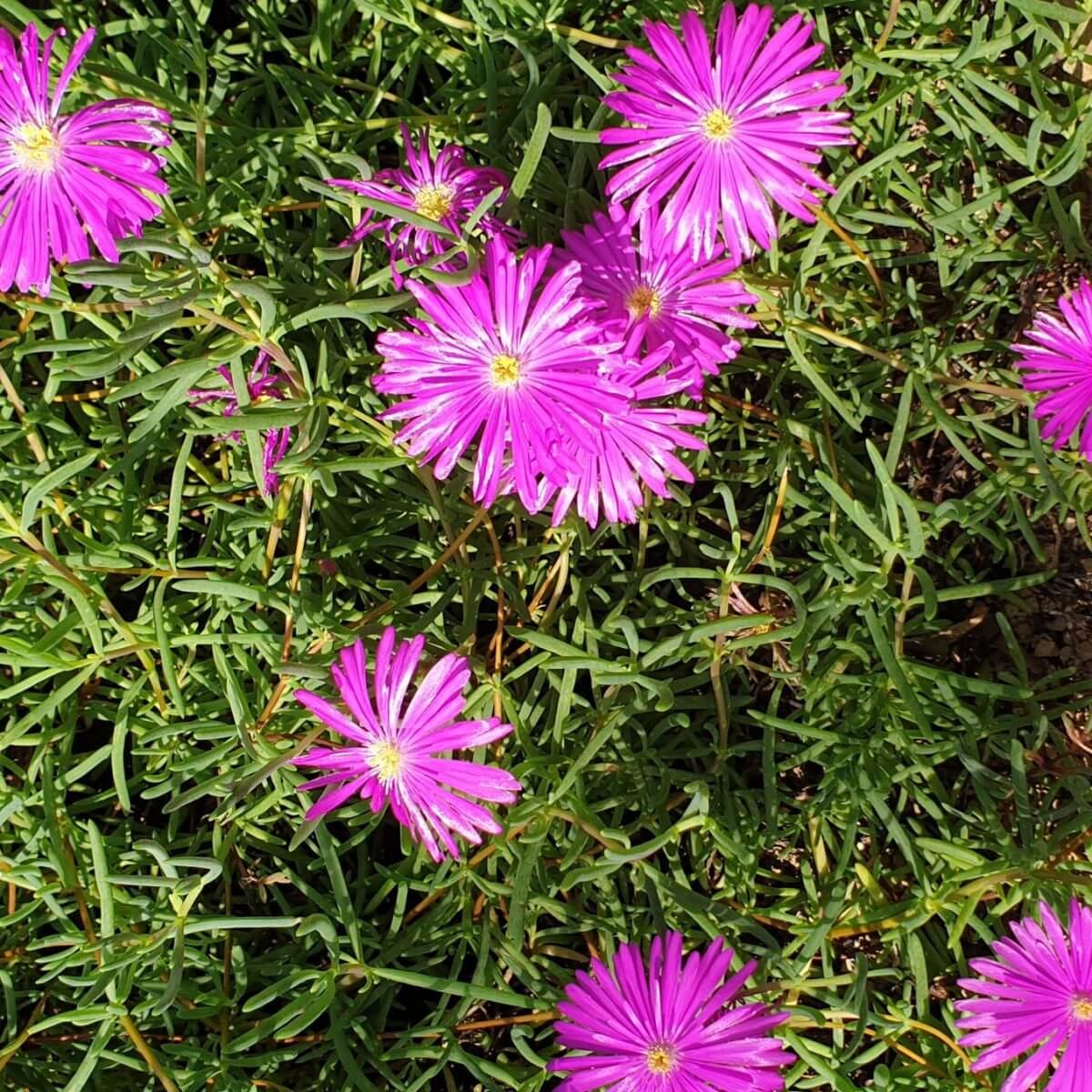 Bloemen in de Hortus Botanicus