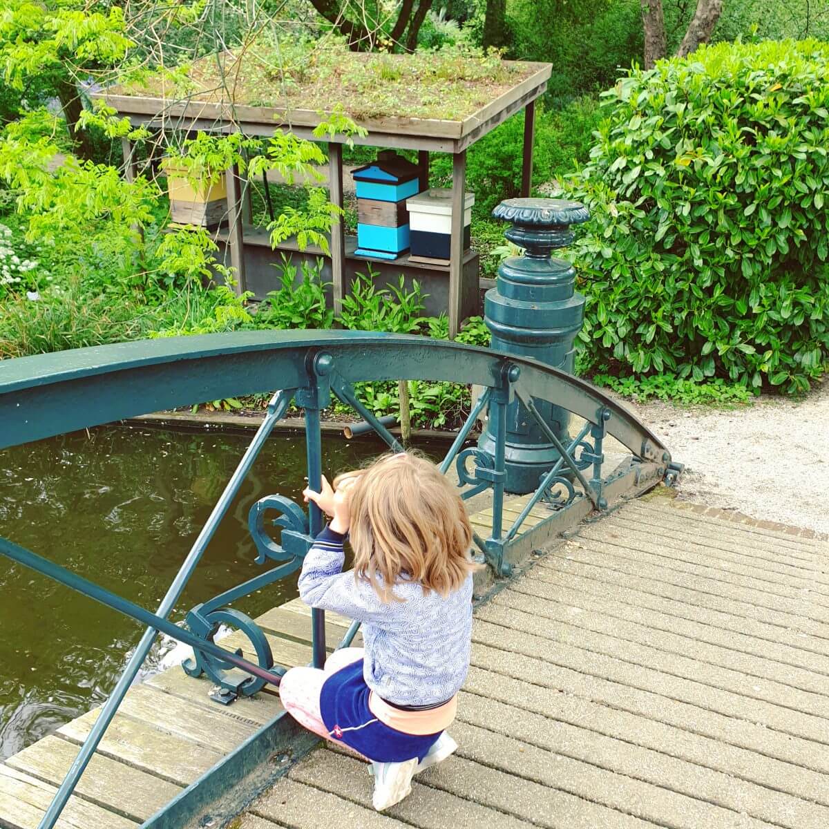 Bijen in de Hortus Botanicus