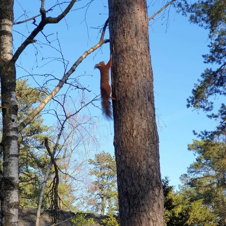 eekhoorntje in de boom