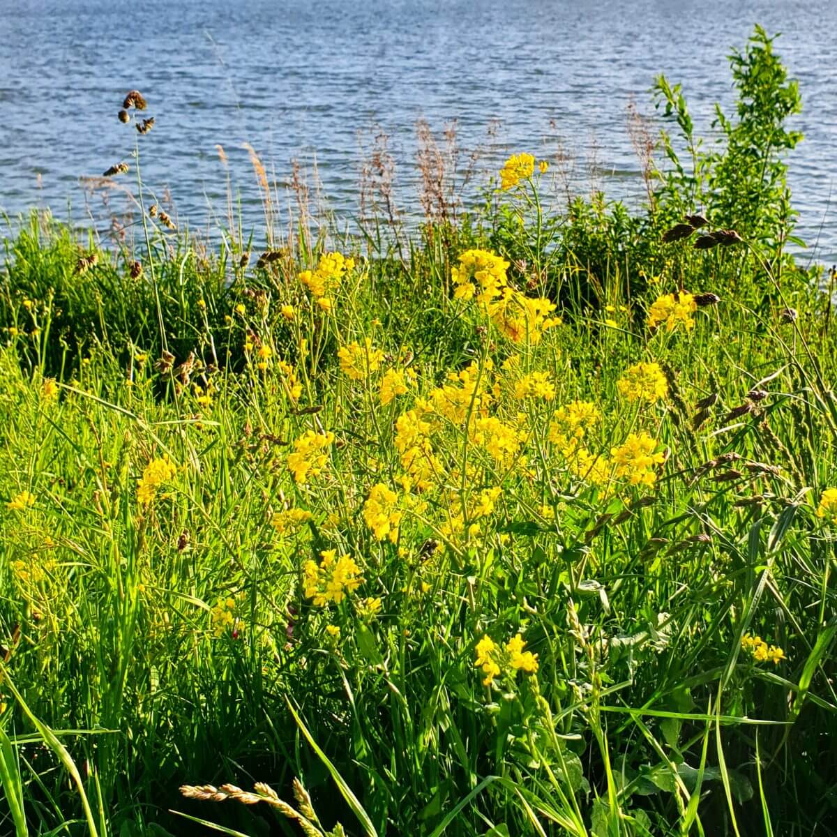 bijen hebben wilde bloemen nodig, je kunt bij Oerrr een actiepakket Natuurmonumenten wilde bloemen aanvragen