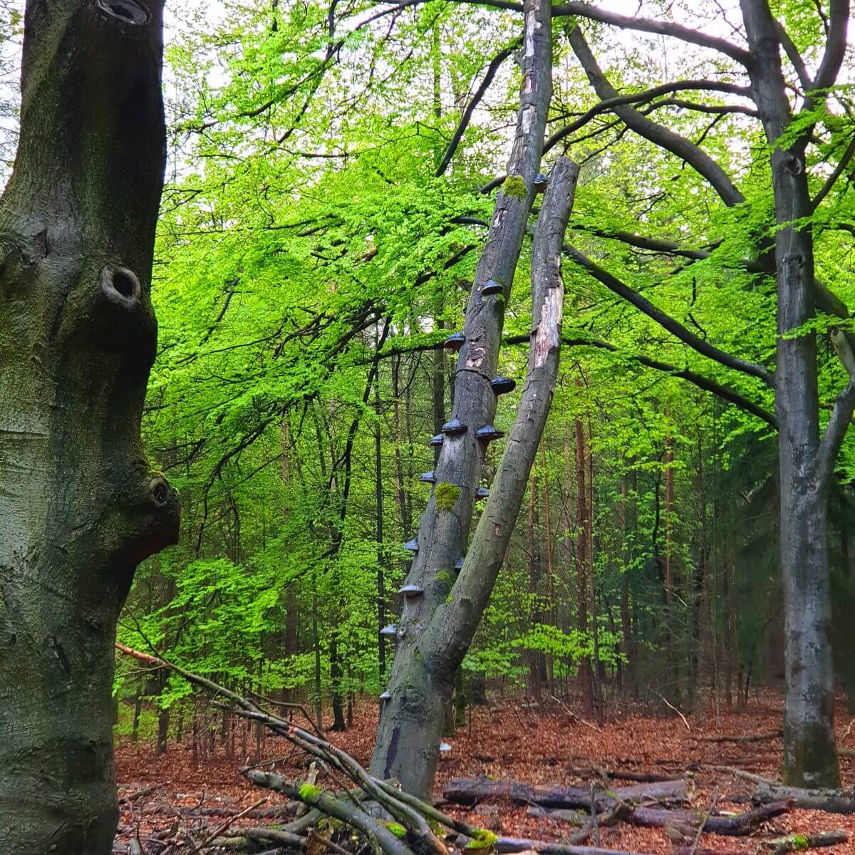 Fietsend de natuur ontdekken op de Veluwe rondom Landal Rabbit Hill 