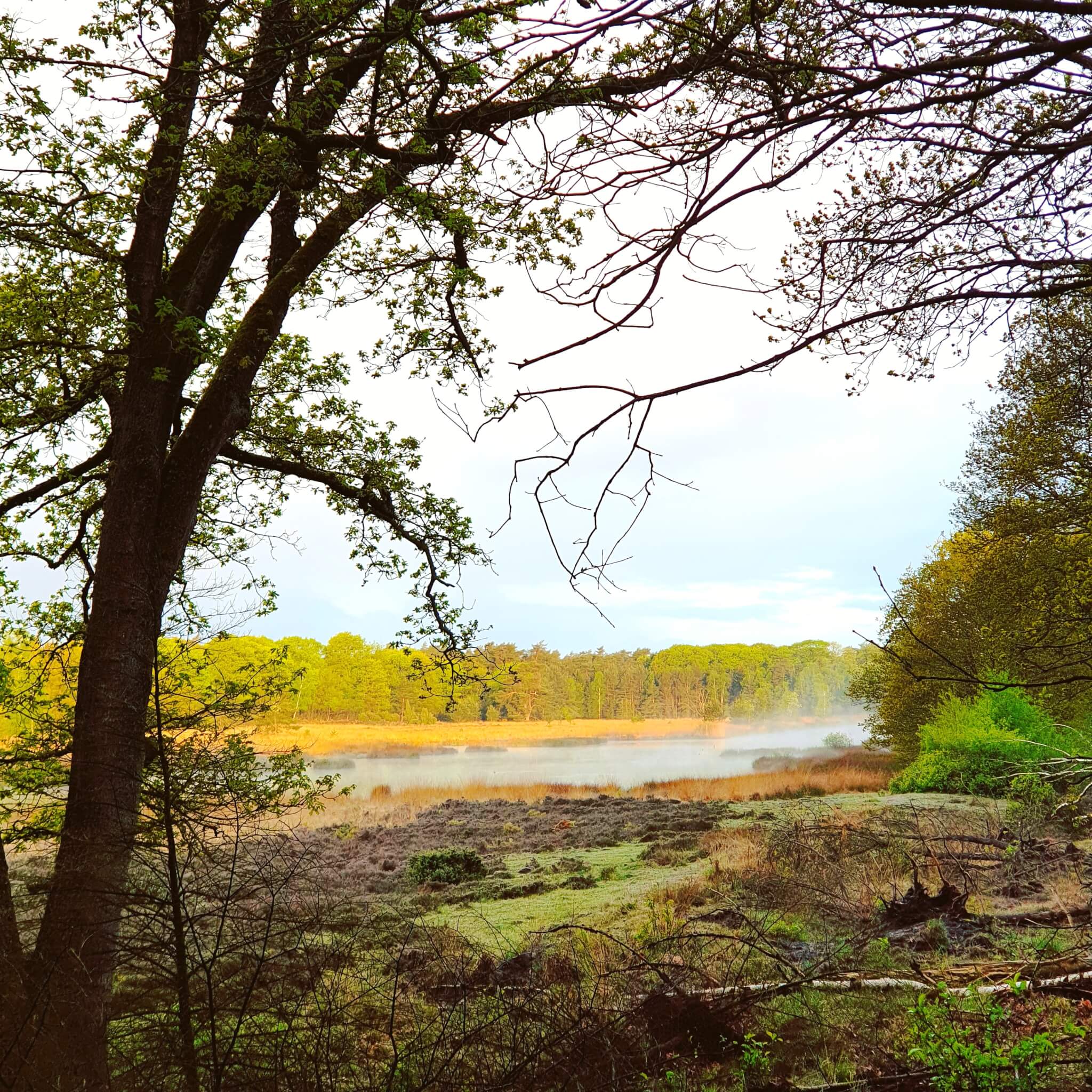 Fietsend de natuur ontdekken op de Veluwe rondom Landal Rabbit Hill 