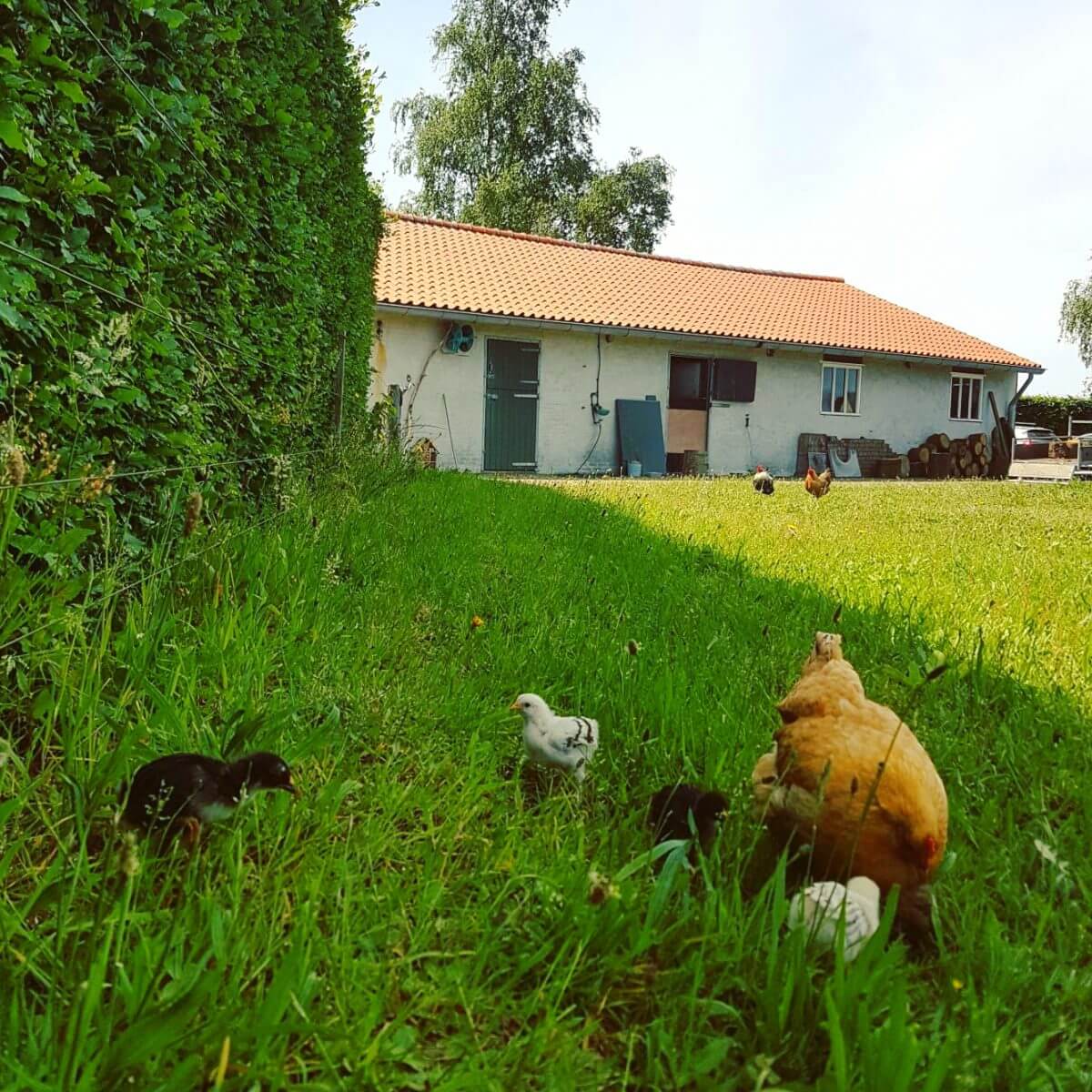 Kamperen in de achtertuin van Campspace boerderij De Lieve Wies