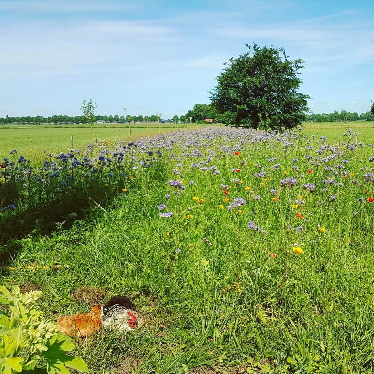 Kamperen in de achtertuin van Campspace boerderij De Lieve Wies