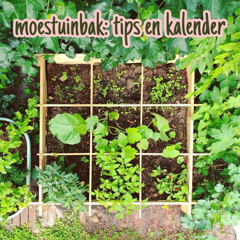 Vierkante meter moestuinbak: tips en zaaikalender