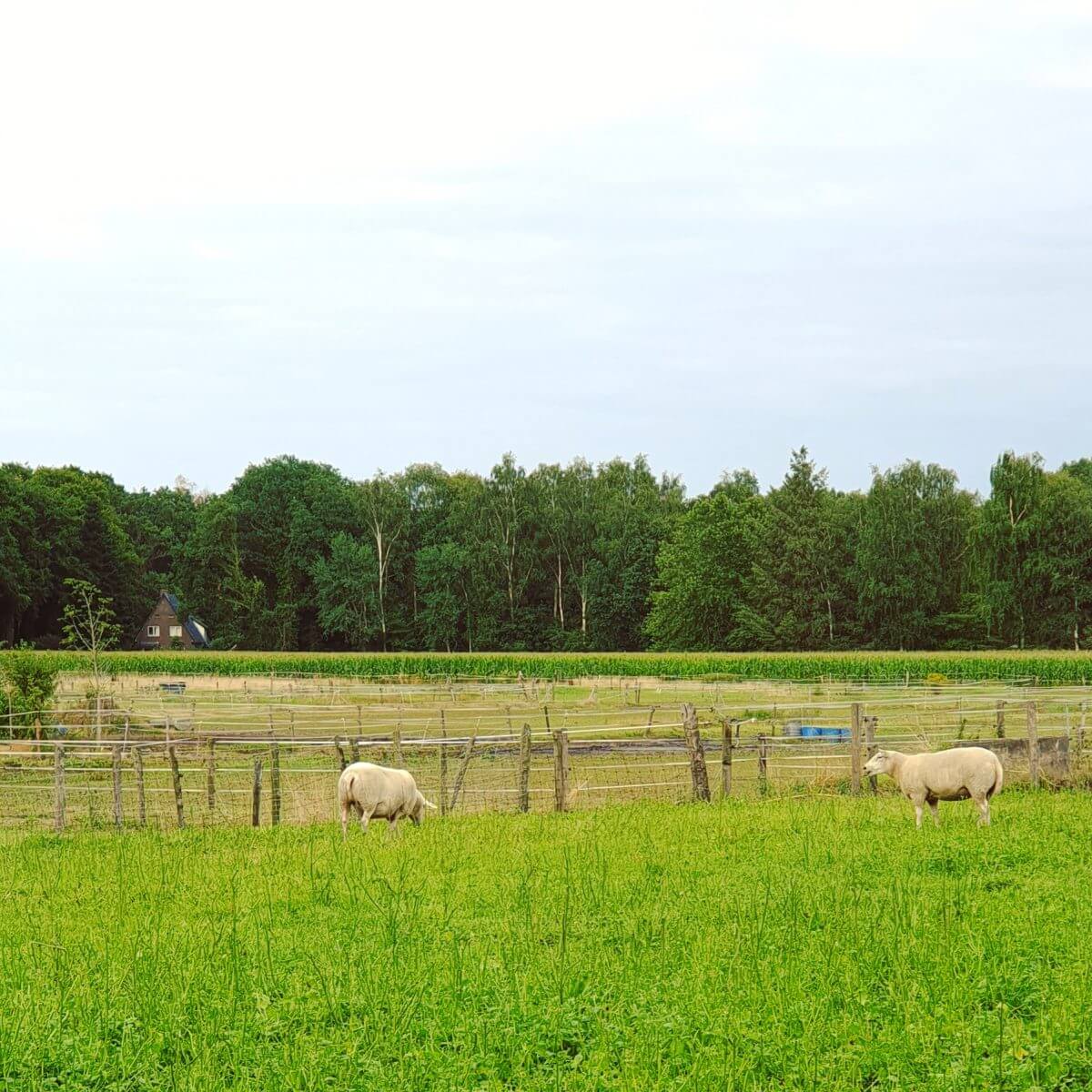 het uitzicht op het platteland