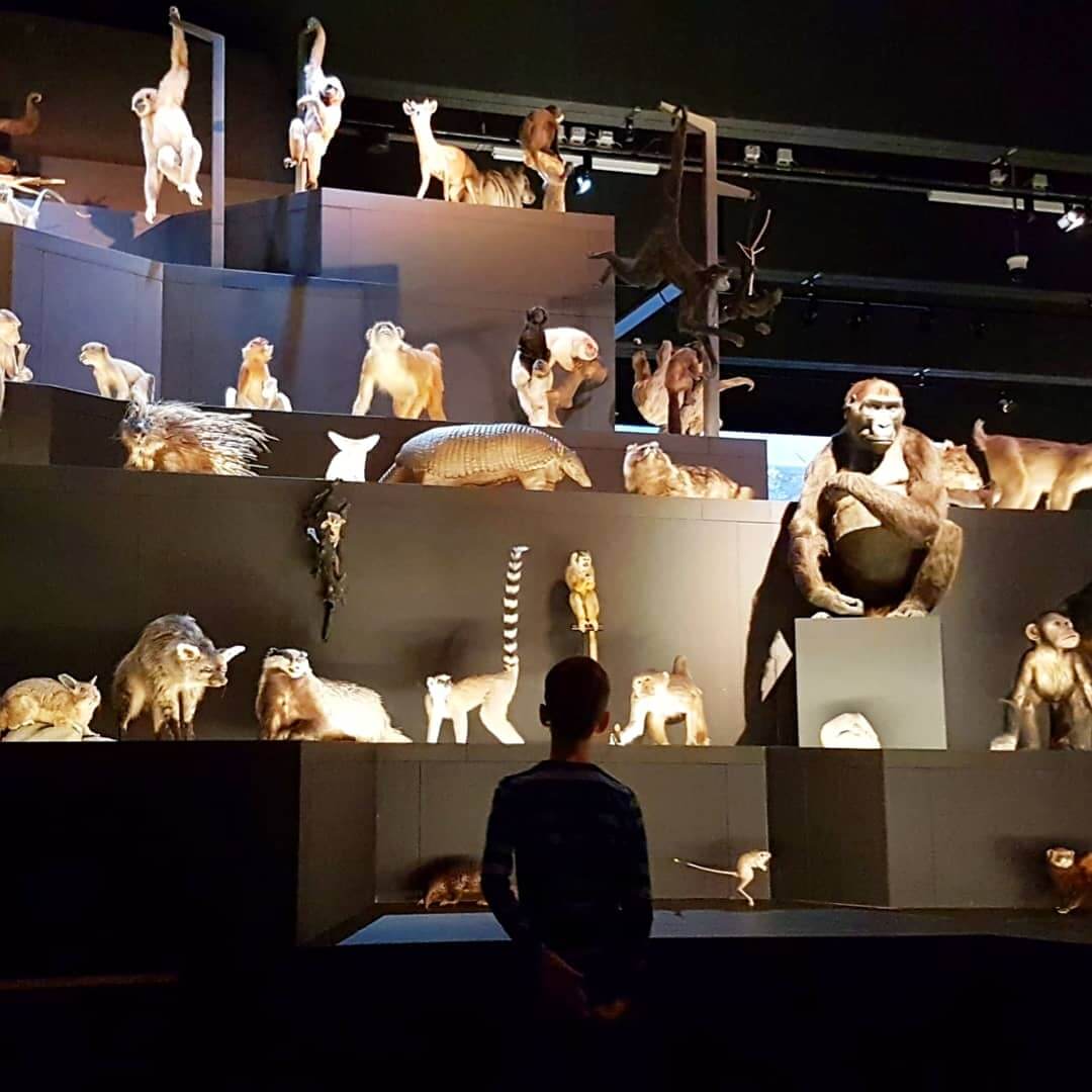 Museum Naturalis: een van de grootste natuurhistorische collecties ter wereld