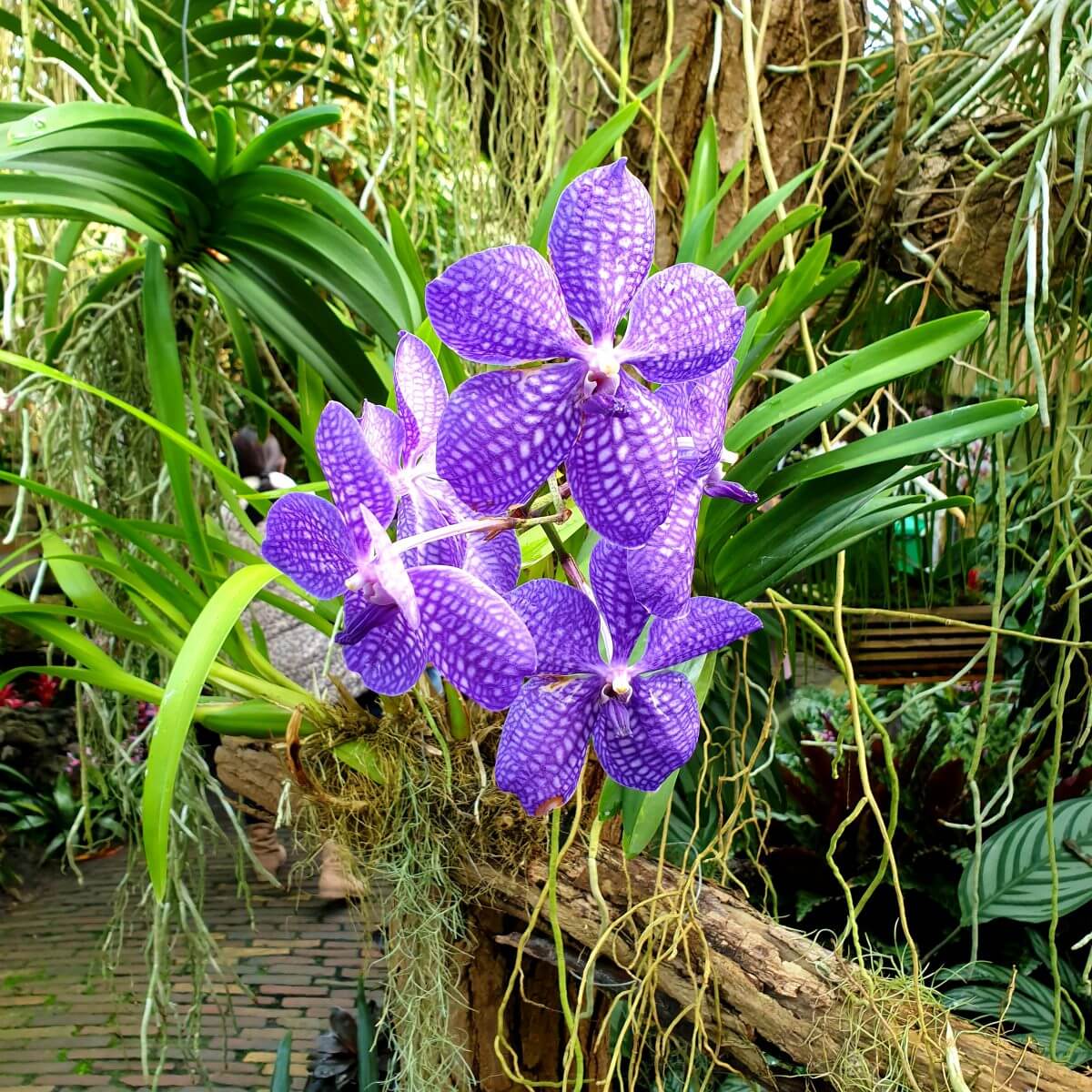 bloemen in de Orchideeënhoeve ofwel Pantropica