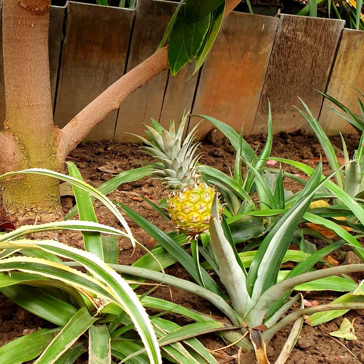 ananasplant