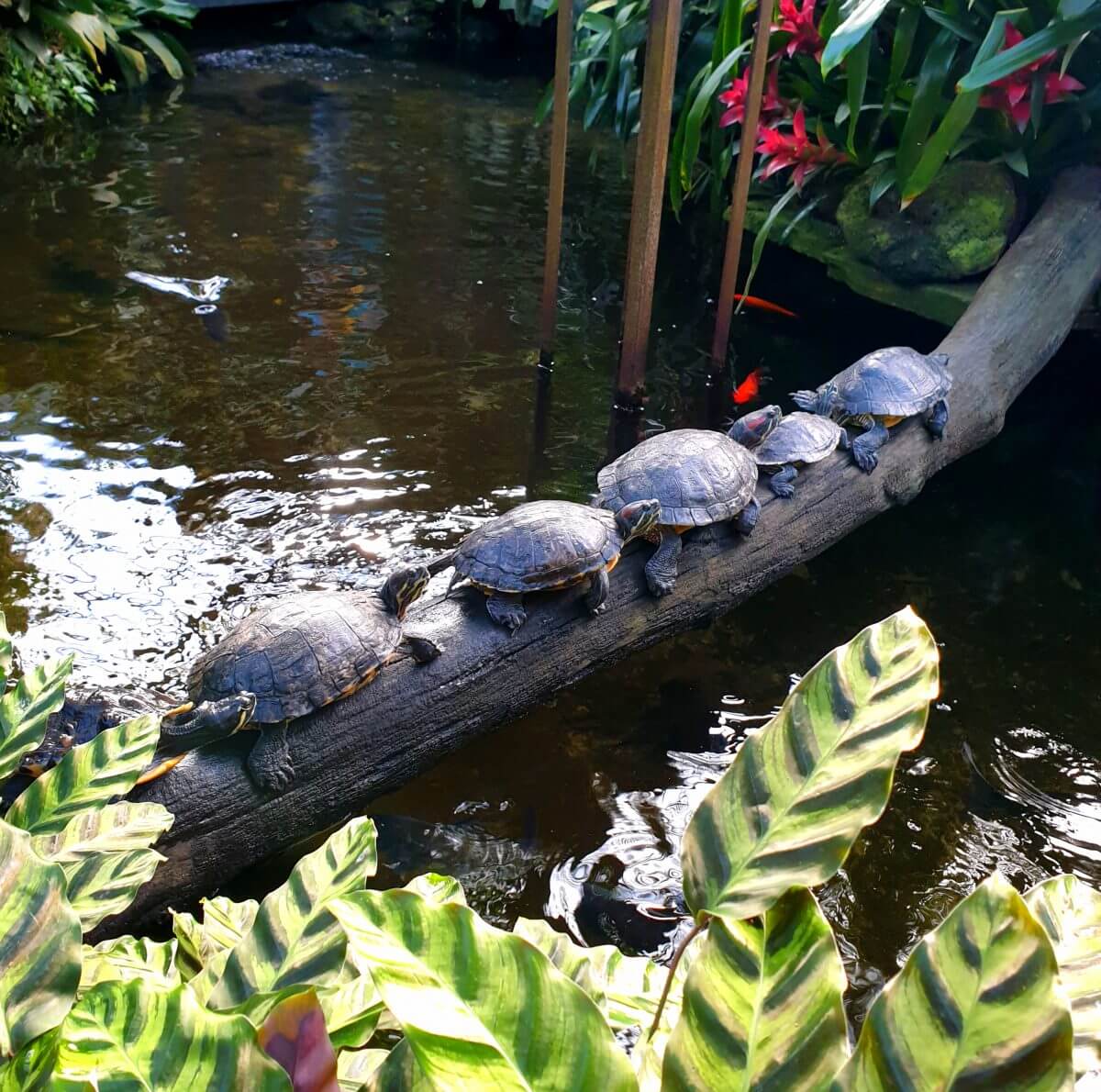 Binnen uitje met kinderen in Flevoland: de Orchideeënhoeve ofwel Pantropica