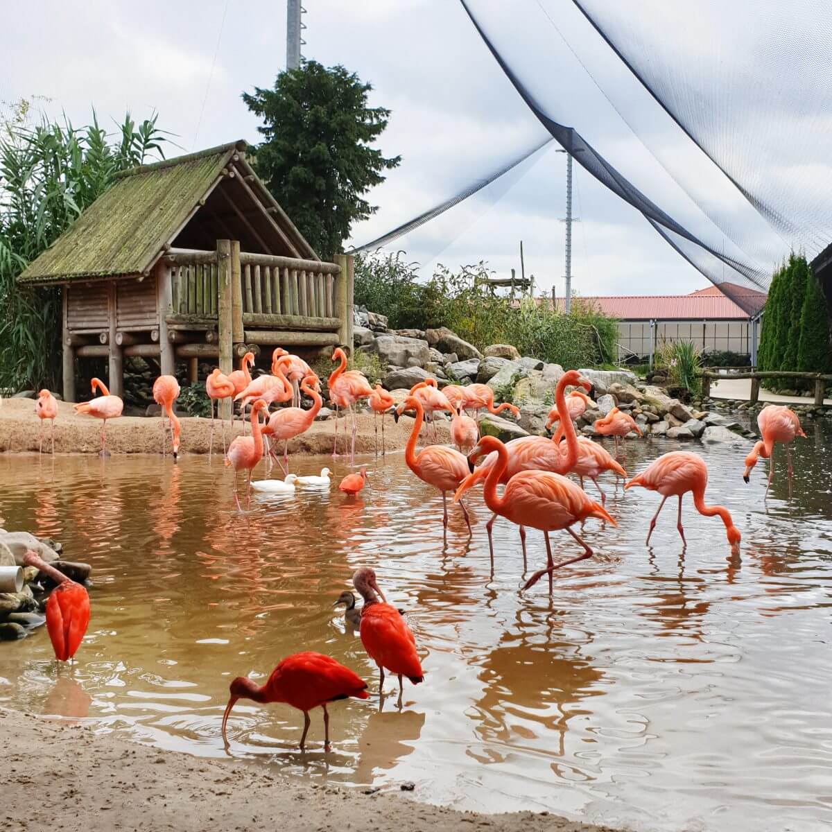 Het maki rijk van de Orchideeënhoeve ofwel Pantropica, met flamingo´s