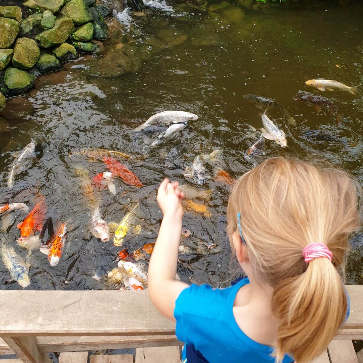 Binnen uitje met kinderen in Flevoland: de Orchideeënhoeve ofwel Pantropica