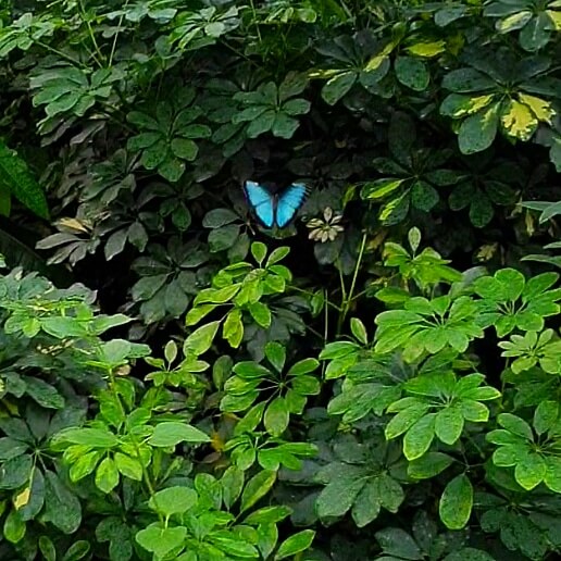 Vlinder vallei van de Orchideeënhoeve ofwel Pantropica