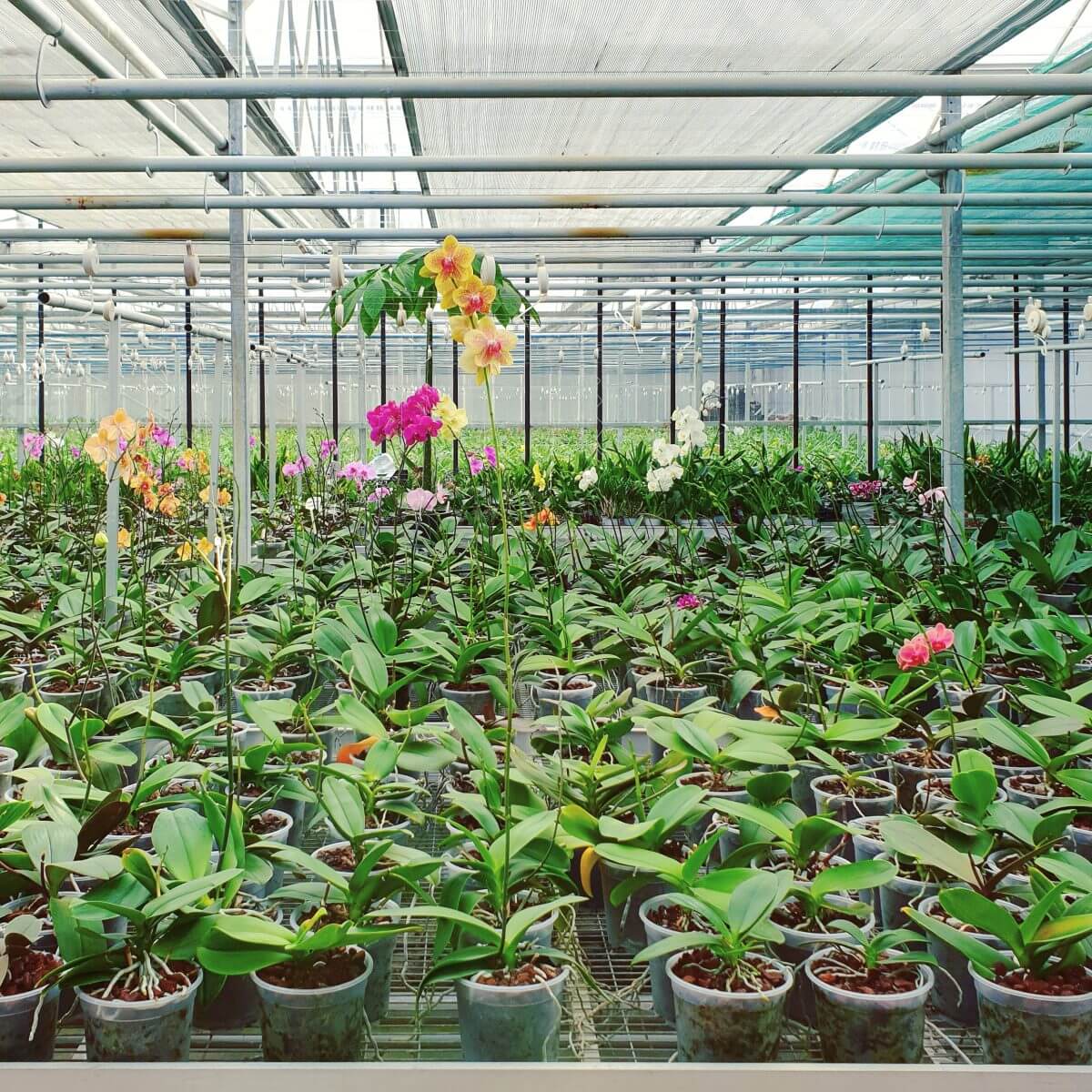 Binnen uitje met kinderen in Flevoland: de Orchideeënhoeve