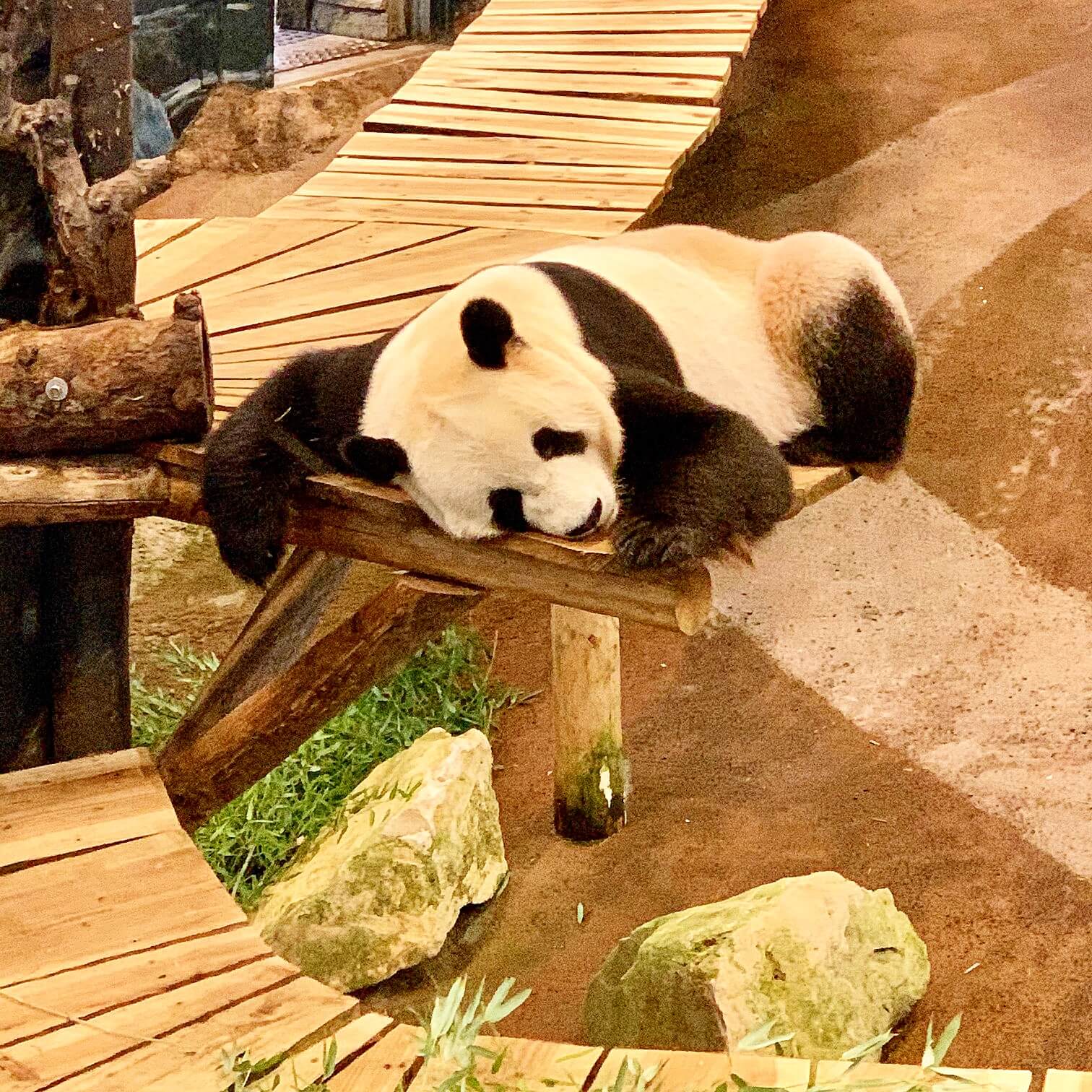 Ouwehands Dierenpark in Rhenen: deze dierentuin ken je misschien van de panda's. Maar Ouwehands heeft natuurlijk nog veel meer dieren. Kom je toch voor de panda's? Xing Ya en Wu Wen hebben allebei een eigen tempel.