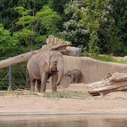 De Leuke Update #32 | nieuwtjes, ideeën, musthaves en uitjes voor kids - dierentuin Artis