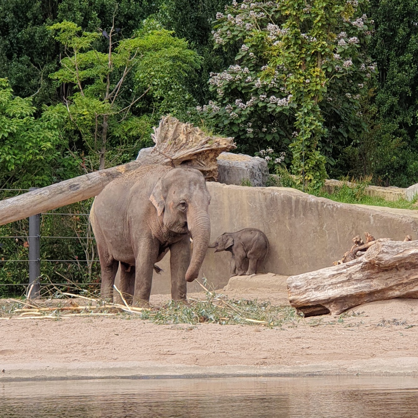 Amsterdam met kinderen: dierentuin Artis. Voor veel gezinnen in Amsterdam met kinderen is dierentuin Artis een soort achtertuin. De dierentuin is niet groot, maar daardoor juist gezellig. Leuk voor een relaxed dagje Amsterdam!